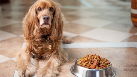Hundefutter von Medpets